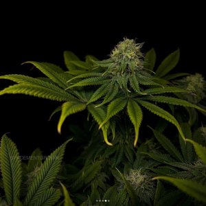 grow-with-medicgrow-smart8-spacementgrown-day36flower-13.jpg