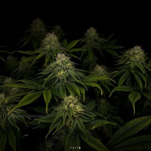 grow-with-medicgrow-smart8-spacementgrown-day36flower-14.jpg