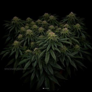 grow-with-medicgrow-smart8-spacementgrown-day36flower-15.jpg