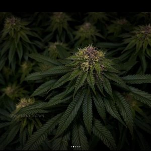 grow-with-medicgrow-smart8-spacementgrown-day36flower-16.jpg