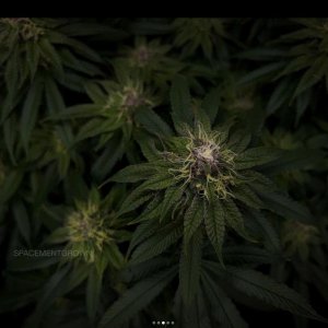 grow-with-medicgrow-smart8-spacementgrown-day36flower-17.jpg