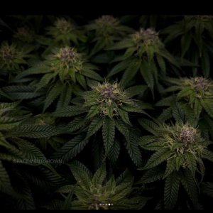 grow-with-medicgrow-smart8-spacementgrown-day36flower-18.jpg