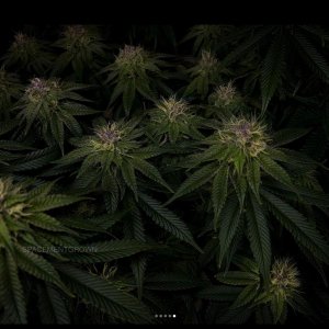 grow-with-medicgrow-smart8-spacementgrown-day36flower-19.jpg