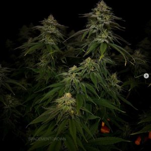 grow-with-medicgrow-smart8-spacementgrown-day36flower-20.jpg