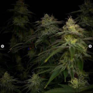 grow-with-medicgrow-smart8-spacementgrown-day36flower-21.jpg