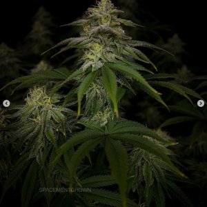 grow-with-medicgrow-smart8-spacementgrown-day36flower-22.jpg