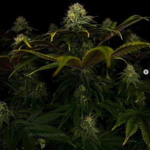 grow-with-medicgrow-smart8-spacementgrown-day36flower-23.jpg