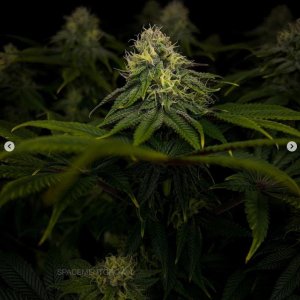 grow-with-medicgrow-smart8-spacementgrown-day36flower-24.jpg