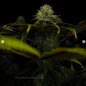 grow-with-medicgrow-smart8-spacementgrown-day36flower-25.jpg