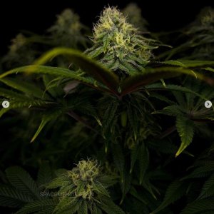 grow-with-medicgrow-smart8-spacementgrown-day36flower-26.jpg