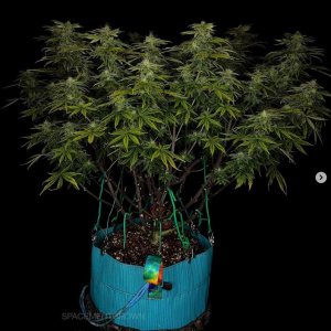 grow-with-medicgrow-smart8-spacementgrown-day36flower-27.jpg