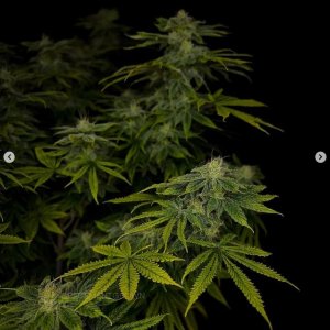 grow-with-medicgrow-smart8-spacementgrown-day36flower-28.jpg