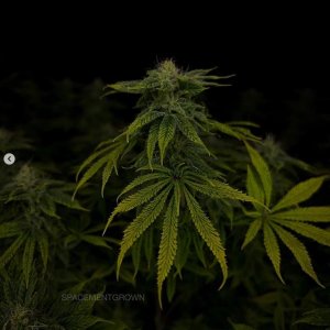 grow-with-medicgrow-smart8-spacementgrown-day36flower-29.jpg