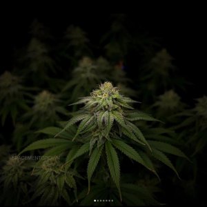 grow-with-medicgrow-smart8-spacementgrown-day36flower-30.jpg