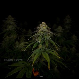 grow-with-medicgrow-smart8-spacementgrown-day36flower-31.jpg