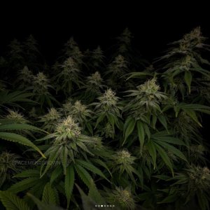 grow-with-medicgrow-smart8-spacementgrown-day36flower-32.jpg