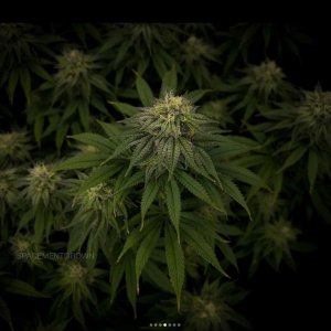 grow-with-medicgrow-smart8-spacementgrown-day36flower-33.jpg