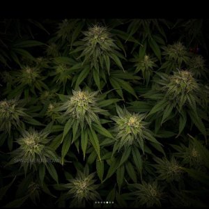 grow-with-medicgrow-smart8-spacementgrown-day36flower-34.jpg