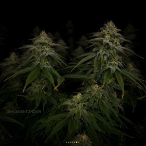 grow-with-medicgrow-smart8-spacementgrown-day36flower-35.jpg