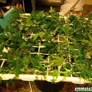 linda5-8-10scrog_040