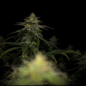 grow-with-medicgrow-smart8-spacementgrown-day36flower-36.jpg