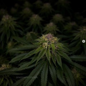 grow-with-medicgrow-smart8-spacementgrown-day36flower-37.jpg