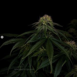 grow-with-medicgrow-smart8-spacementgrown-day36flower-38.jpg