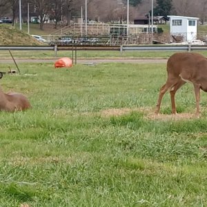 AthCoFair/Deer