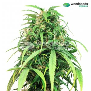 banana-kush-autoflowering-plant.jpg