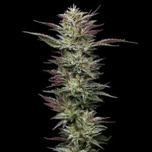 nutterbudder-humboldt-seeds-hanfsamen-cannapot-weed.jpg