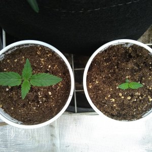 Super Skunk (I) Sour Diesel (r)