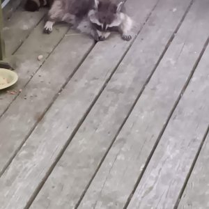 Trash Panda