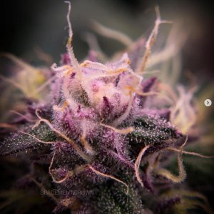 grow-with-medicgrow-smart8-spacementgrown-day39.jpg