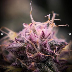 grow-with-medicgrow-smart8-spacementgrown-day39-1.jpg