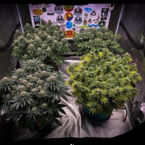 grow-with-medicgrow-smart8-spacementgrown-day39-2.jpg