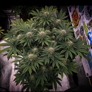 grow-with-medicgrow-smart8-spacementgrown-day40.jpg