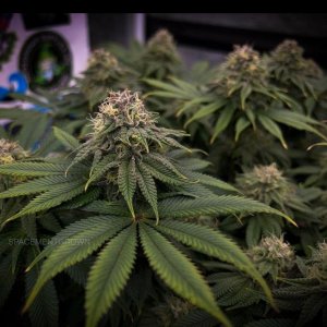 grow-with-medicgrow-smart8-spacementgrown-day40-1.jpg