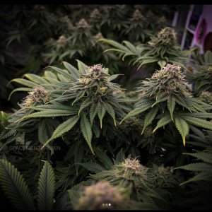 grow-with-medicgrow-smart8-spacementgrown-day40-2.jpg