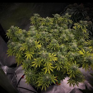 grow-with-medicgrow-smart8-spacementgrown-day40-5.jpg