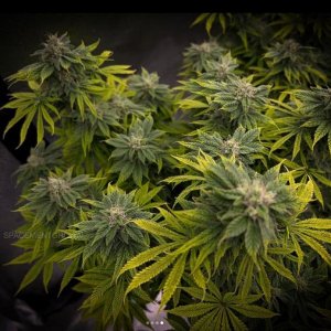 grow-with-medicgrow-smart8-spacementgrown-day40-6.jpg