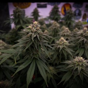 grow-with-medicgrow-smart8-spacementgrown-day40-8.jpg