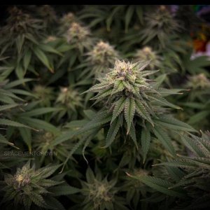 grow-with-medicgrow-smart8-spacementgrown-day40-10.jpg