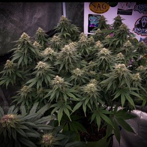 grow-with-medicgrow-smart8-spacementgrown-day40-11.jpg