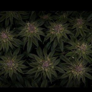 grow-with-medicgrow-smart8-spacementgrown-day41.jpg