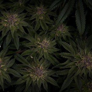 grow-with-medicgrow-smart8-spacementgrown-day42-1.jpg