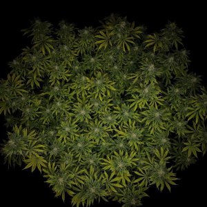 grow-with-medicgrow-smart8-spacementgrown-day42-3.jpg