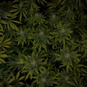 grow-with-medicgrow-smart8-spacementgrown-day42-5.jpg