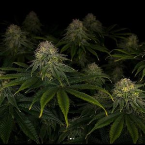 grow-with-medicgrow-smart8-spacementgrown-day42-7.jpg