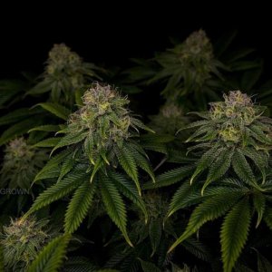 grow-with-medicgrow-smart8-spacementgrown-day42-8.jpg