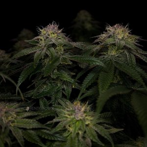 grow-with-medicgrow-smart8-spacementgrown-day42-10.jpg